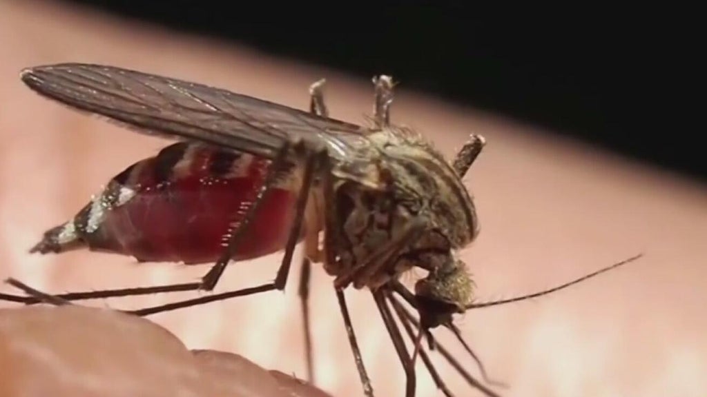 Miami-Dade begins annual campaign attempting to keep mosquitoes in check — CBS Miami, Pinecrest Community news