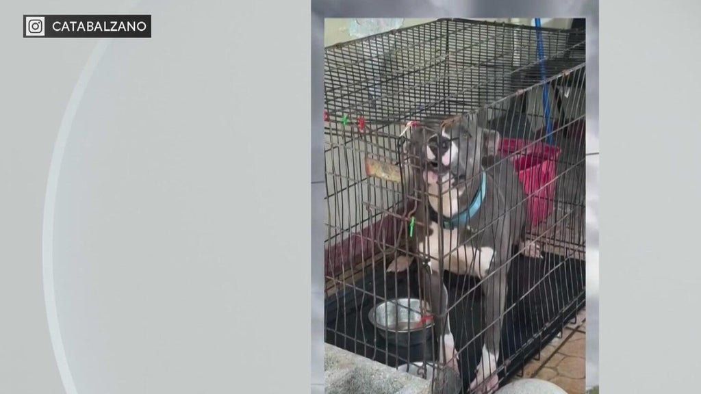 Miami-Dade Animal Services issues new warning after viral dog neglect posts — CBS Miami, Pinecrest Community news