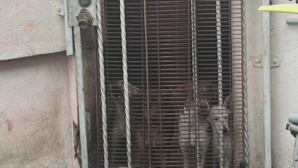 Miami Beach man arrested after 19 dogs, elderly woman found living in deplorable conditions, police say — Pinecrest Real Estate news