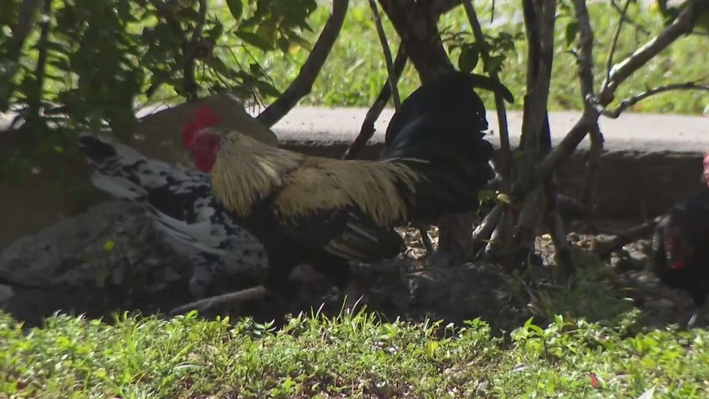 Hialeah doctor alarmed, calling for investigation after dead chickens found outside medical office building — Pinecrest Real Estate news