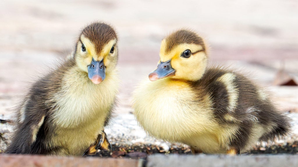 Florida woman intentionally ran over, killed 11 ducklings for making "mess in her yard," sheriff's office says — CBS Miami, Pinecrest Community news