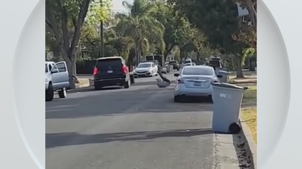 Federal immigration vehicle hits pedestrian in Woodland, police say — CBS Bay Area (KPIX), Pinecrest Health news