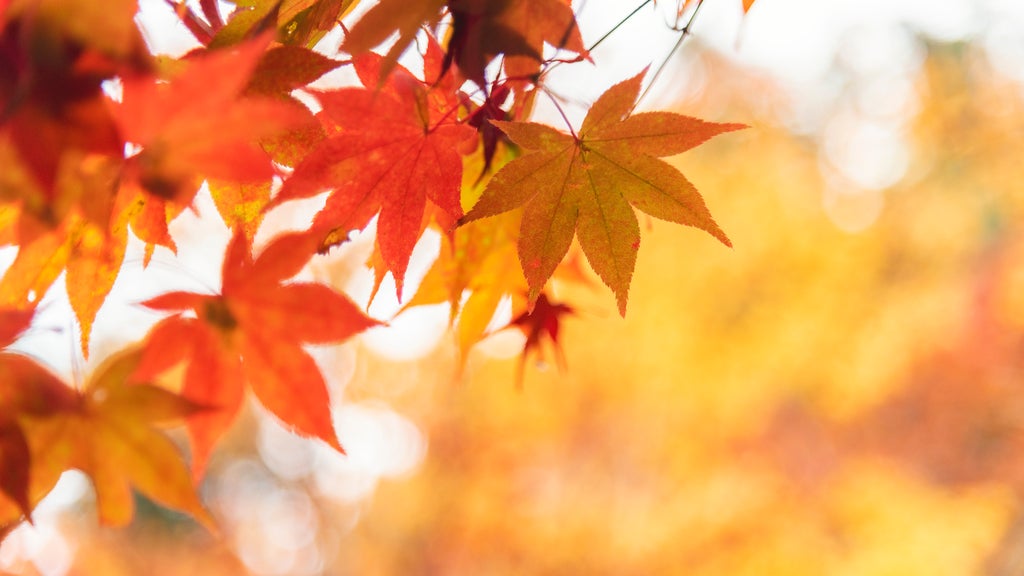 More sunny, mild late October weather in Minnesota Tuesday — WCCO / CBS Minnesota, Pinecrest Business news
