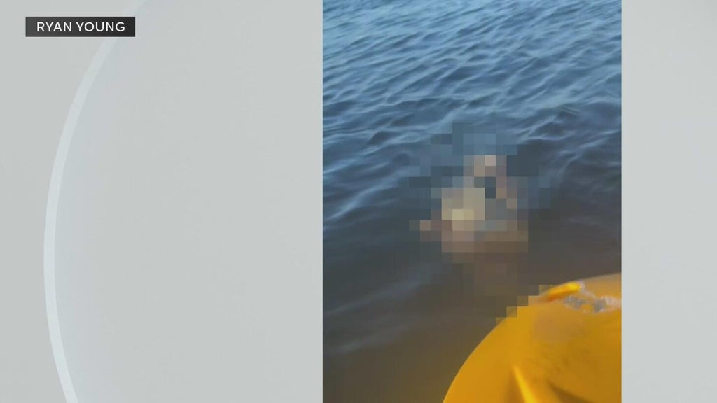 Police investigate after a dog was found underwater tied to cinder blocks in Miami — CBS Miami, Pinecrest Government news