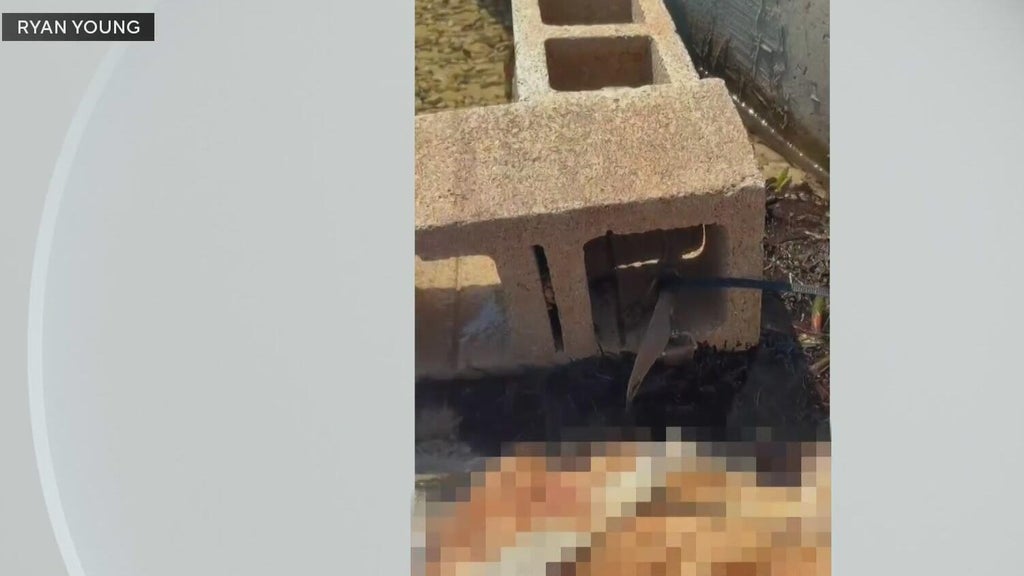 Outrage grows after dog found dead underwater tied to cinder blocks in Miami — CBS Miami, Pinecrest Government news