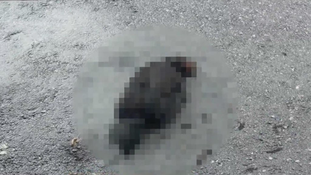 Hialeah doctor reports six dead chickens outside medical office building; cause is unknown — Pinecrest Health news