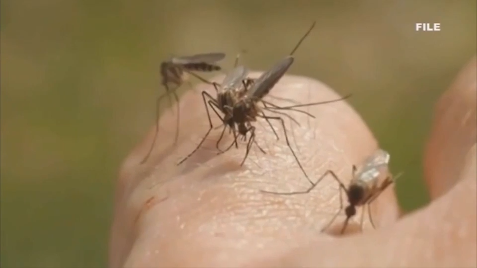 Health officials confirm 1 case of dengue fever in Miami-Dade — WSVN 7 Miami-Dade