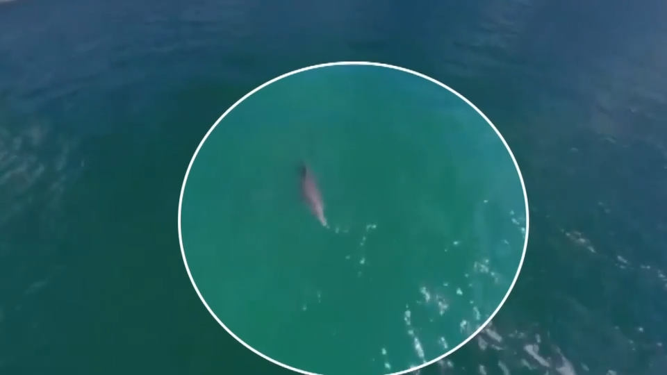 Dolphin tangled in net freed by police after being spotted by good Samaritans in North Bay Village — Pinecrest Sports news